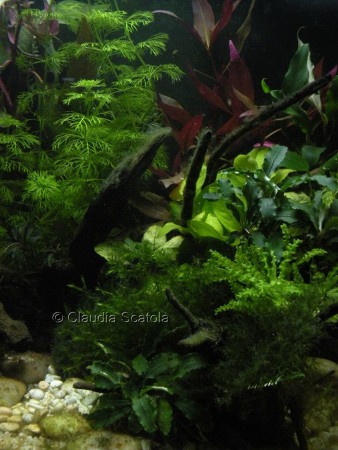 Angolo di un piccolo acquario (40 litri)